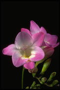 514080 Spring Freesia A4 Photo Print