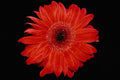 514081 Gerbera A4 Photo Print