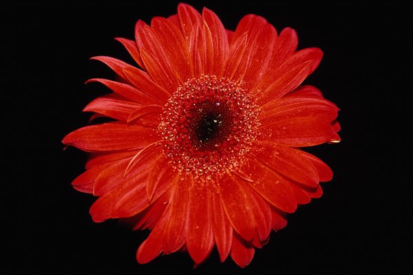 514081 Gerbera A4 Photo Print