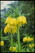 514082 Crown Imperial A4 Photo Print