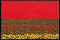 514083 Flower Kaleidoscope A4 Photo Print
