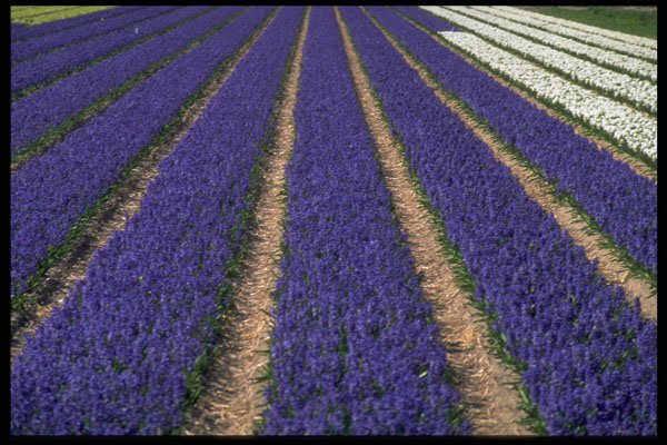 514084 Blue Hyacinths Near Lisse, Holland A4 Photo Print