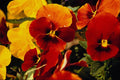 514086 Pansies A4 Photo Print