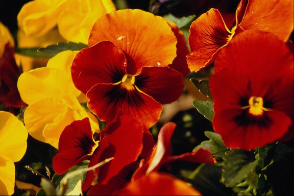 514086 Pansies A4 Photo Print