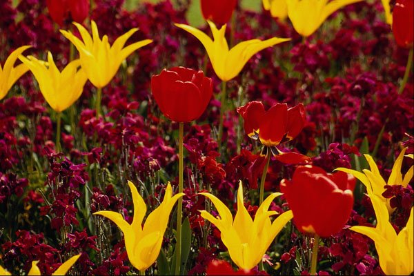 514087 Yellow And Red Tulips With Red Wallflower Background A4 Photo Print