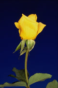 514088 Hybrid Tea Rose Gold Metal  A4 Photo Print