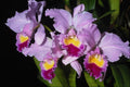 514090 Orchid Cattleya Trianae A4 Photo Print
