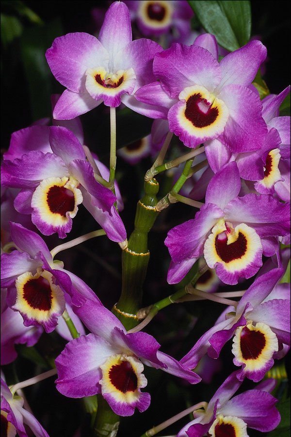 514091 Orchid Dendrobium noble hybrid A4 Photo Print