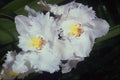514092 Orchid Odontioda A4 Photo Print