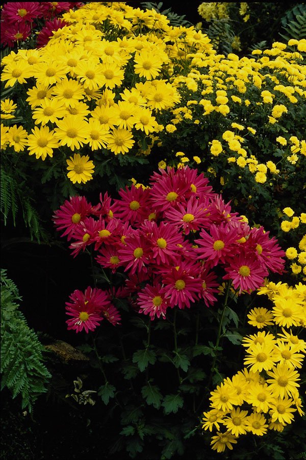 514093 Summer Chrysanthemum A4 Photo Print