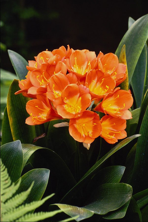 514094 Spring Clivia Miniata Kafir Lilly  A4 Photo Print
