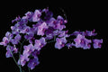514095 Orchid Doritanopsis Coral Gleam  A4 Photo Print