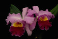 514096 Orchid Cattleya Irene Finney  A4 Photo Print