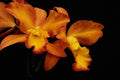 514097 Orchid Cattleya A4 Photo Print