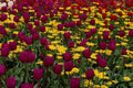 514099 Tulips, Pansies, Daisies And Primulas A4 Photo Print
