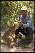 515021 Harvesting Coconuts With A Trained Monkey, Thailand A4 Photo Print