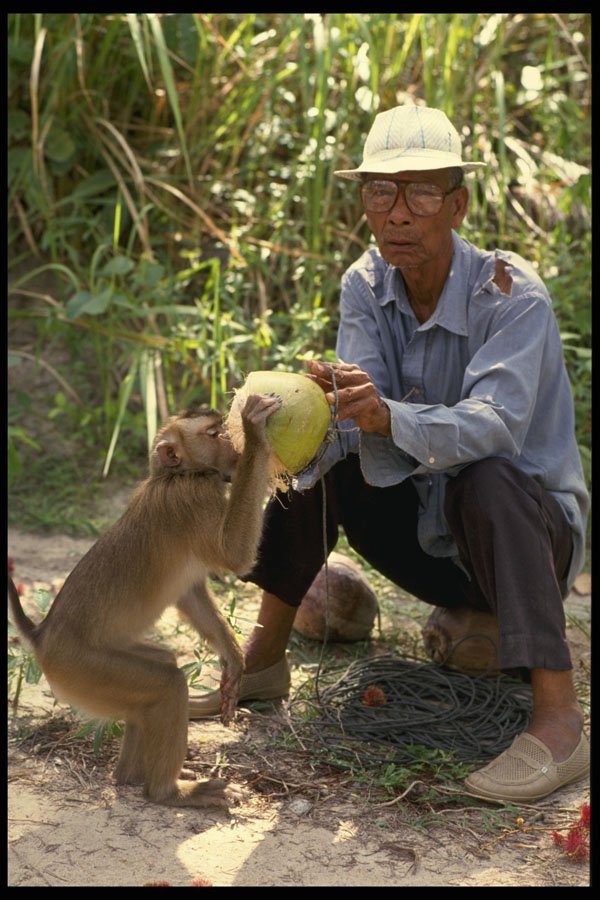 515021 Harvesting Coconuts With A Trained Monkey, Thailand A4 Photo Print
