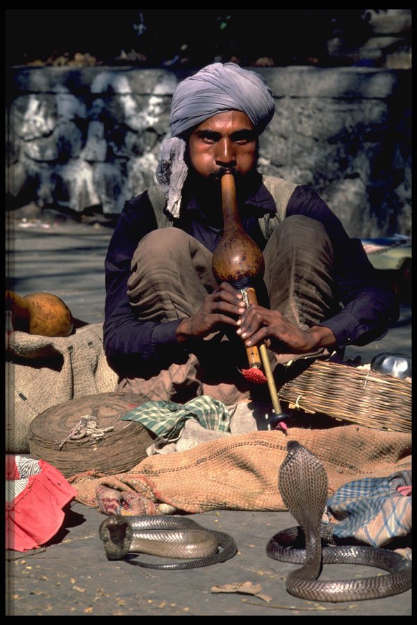 515045 Snake Charmer With King Cobras, India A4 Photo Print