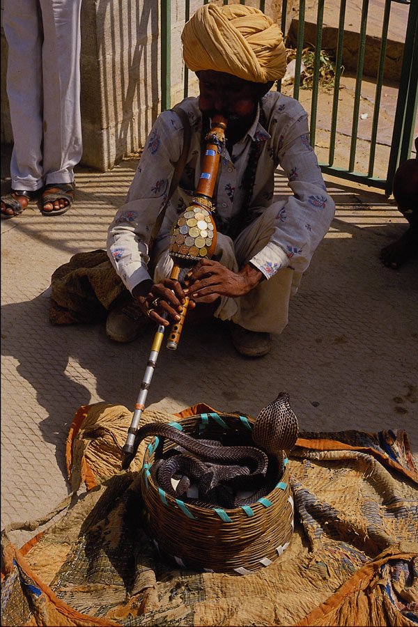 515056 Snake Charmer, Delhi, India A4 Photo Print