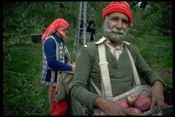 515071 Apple Pickers In The Okanagan Valley, B.C. A4 Photo Print