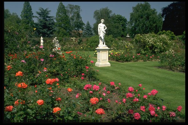 516002 A Delightful Rose Garden, London, England A4 Photo Print