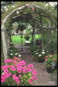 516010 Arch And Flowers, Victoria, British Columbia, Canada A4 Photo Print
