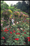 516012 Rose Garden, Victoria, British Columbia, Canada A4 Photo Print
