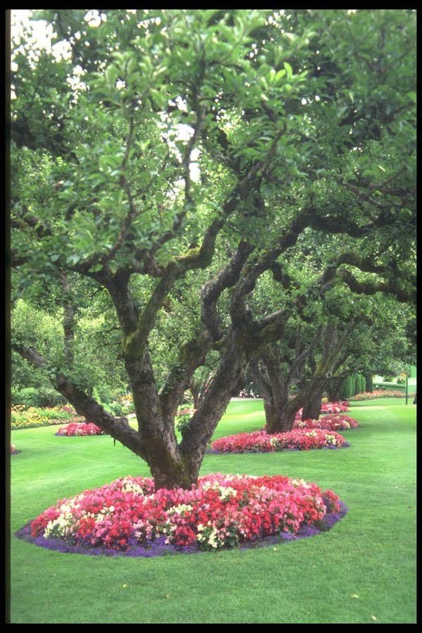 516013 Trees And Flowers, Victoria, British Columbia, Canada A4 Photo Print