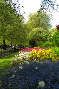 516022 St. James Park, London, England A4 Photo Print