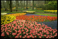 516023 Keukenhof Gardens Near Haarlem, Netherlands A4 Photo Print