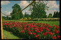 516027 Fragrant Cloud, St. Albans, England A4 Photo Print
