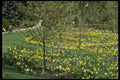516030 Ottawa Daffodils, Ontario, Canada A4 Photo Print