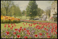 516037 Flowers In Valley Gardens, Harrogate, England A4 Photo Print