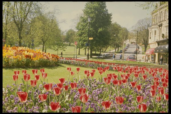516037 Flowers In Valley Gardens, Harrogate, England A4 Photo Print