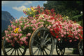 516046 Flower Cart, La Clusaz, France A4 Photo Print