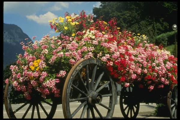 516046 Flower Cart, La Clusaz, France A4 Photo Print
