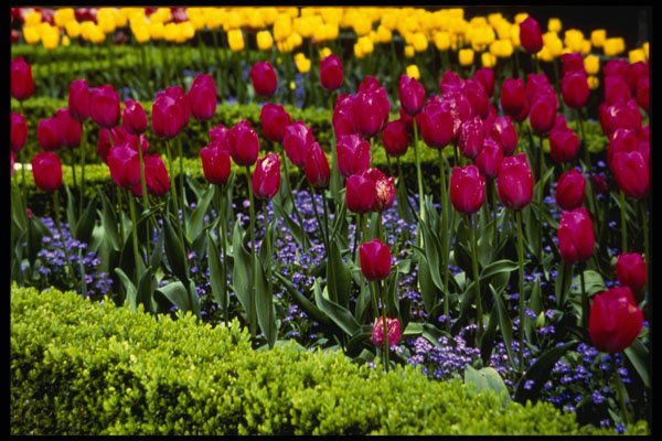 516051 Atilla Tulip, Boxwood Hedge, Butchart Gardens, Canada A4 Photo Print