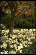 516052 Triumphator Tulip Under Crab Apple Tree, Butchart Gardens A4 Photo Print