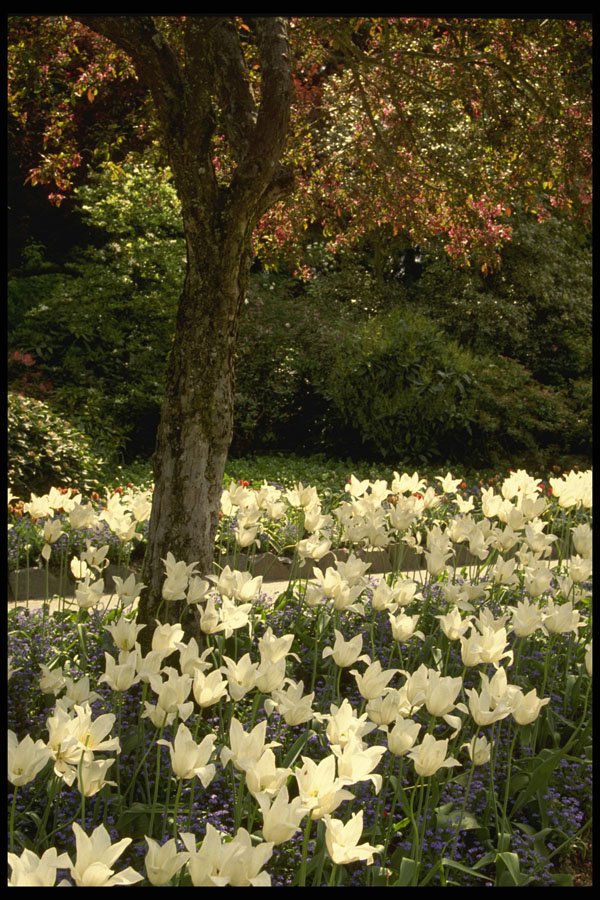 516052 Triumphator Tulip Under Crab Apple Tree, Butchart Gardens A4 Photo Print