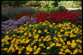 516057 Flowers In The Famous Butchart Gardens, Victoria, Canada A4 Photo Print