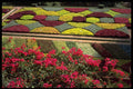 516063 Botanical gardens, Funchal, Madeira A4 Photo Print