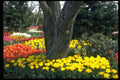 516065 Tree Cluster A4 Photo Print