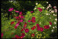 516071 Cosmos A4 Photo Print