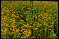 516072 Flowers, North Hatley, Estrie A4 Photo Print