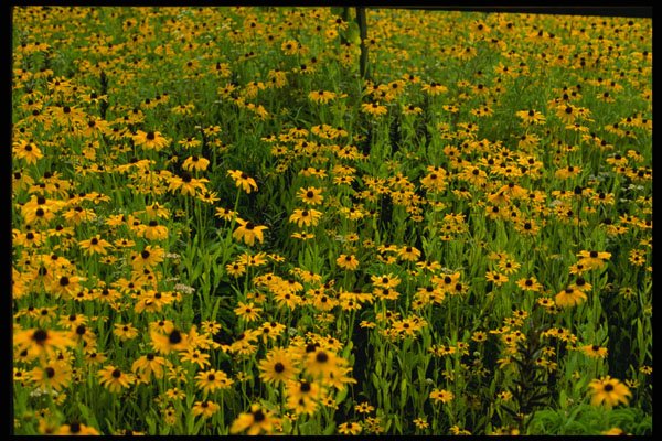 516072 Flowers, North Hatley, Estrie A4 Photo Print
