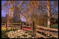 516073 Daffodils Line Weathered Fence, Washington A4 Photo Print