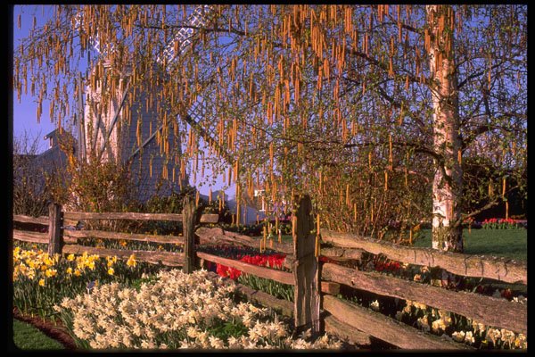516073 Daffodils Line Weathered Fence, Washington A4 Photo Print