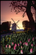 516074 Silhouette Of Windmill And Tulips, Washington A4 Photo Print