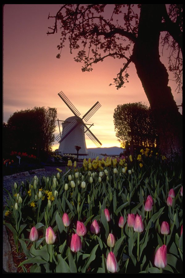 516074 Silhouette Of Windmill And Tulips, Washington A4 Photo Print