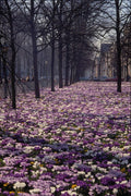 516076 Springtime In The Lange Voorhout Area, The Netherlands A4 Photo Print